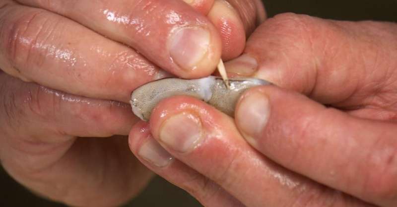 Салат с манго и креветками